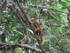 Callosciurus finlaysonii