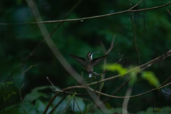 Phaethornis longirostris