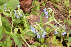 Cynoglossum