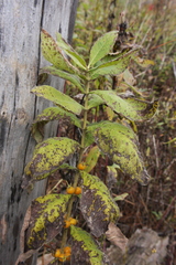 Triosteum perfoliatum