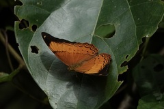 Cirrochroa emalea