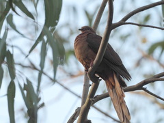 Macropygia phasianella