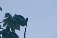 Ramphocelus dimidiatus