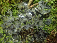 Leptogium malmei