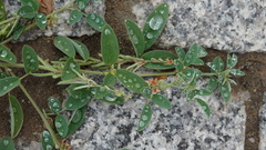 Indigofera