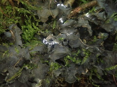 Leptogium malmei