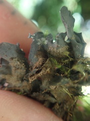 Leptogium malmei