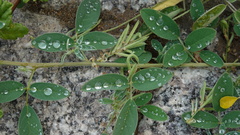 Indigofera