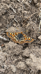 Euphydryas