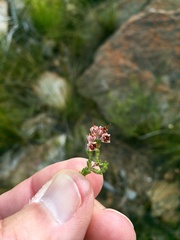 Erica pseudocalycina