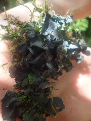 Leptogium malmei