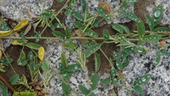 Indigofera