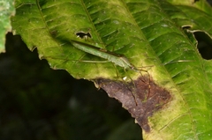 Leptocorisa
