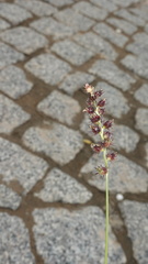 Poaceae