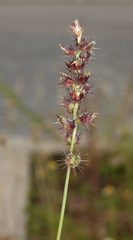 Poaceae