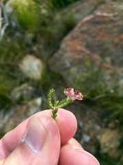 Erica pseudocalycina