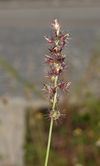 Poaceae
