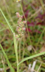 Poaceae