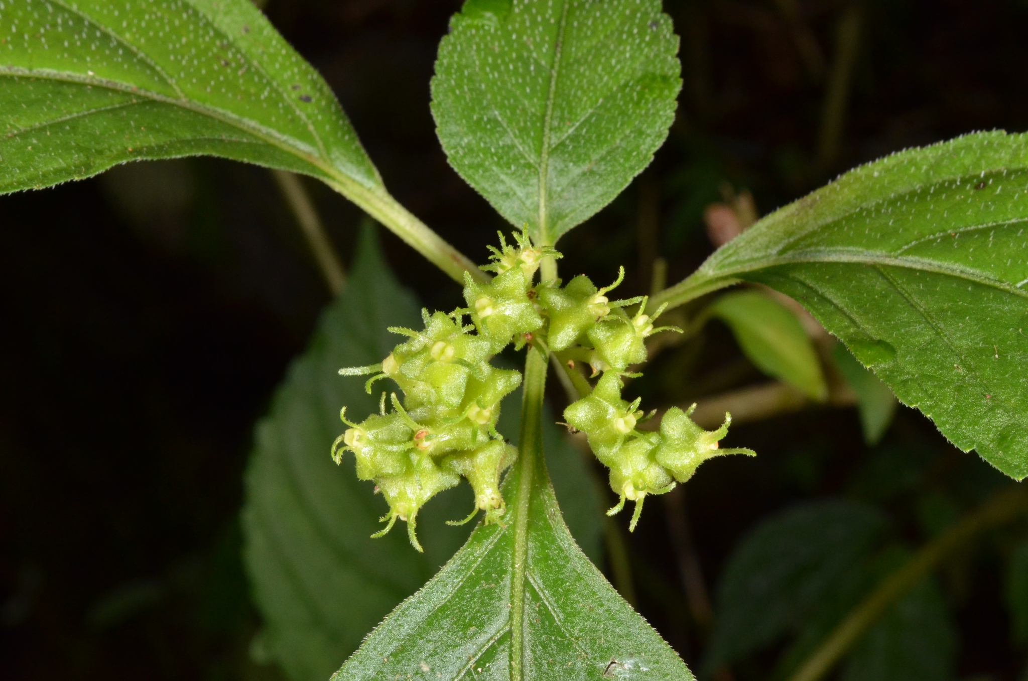 Carlemannia tetragona — ảnh 2