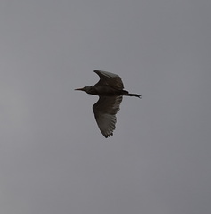 Bubulcus ibis