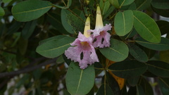 Tabebuia