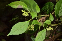 False heather (Carlemannia)