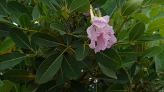 Tabebuia