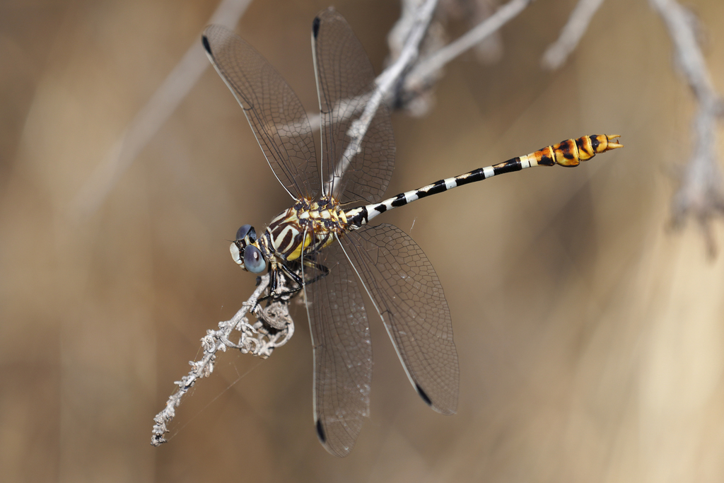 White-belted Ringtail