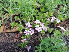 Dyschoriste microphylla