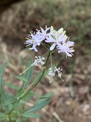 Thelypodium wrightii
