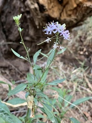Thelypodium wrightii
