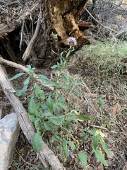 Thelypodium wrightii