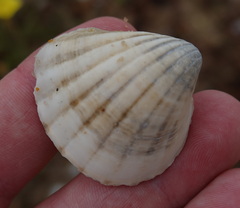 Bivalvia