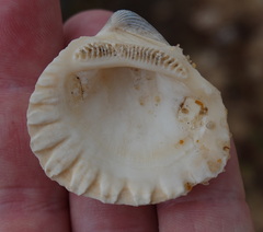 Bivalvia