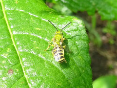 Agapostemon