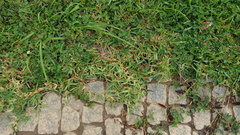 Stenotaphrum secundatum