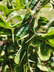 Leptostemonum