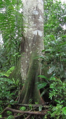 Tachigali panamensis