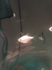 Gymnocorymbus ternetzi