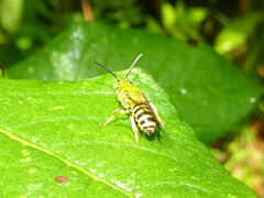 Agapostemon