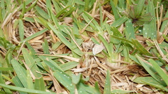 Stenotaphrum secundatum