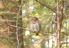 Glaucidium gnoma