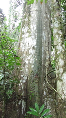 Pseudobombax septenatum