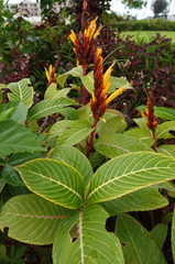 Sanchezia parvibracteata