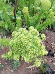 Stevia serrata