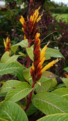 Sanchezia parvibracteata