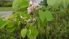 Bauhinia monandra