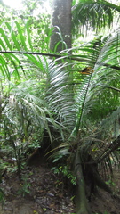 Ficus insipida