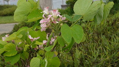 Bauhinia monandra