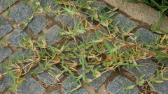 Stenotaphrum secundatum